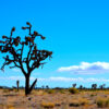 Joshua tree color Crow