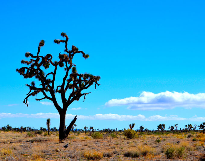 Joshua tree color Crow