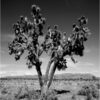 the general Joshua tree