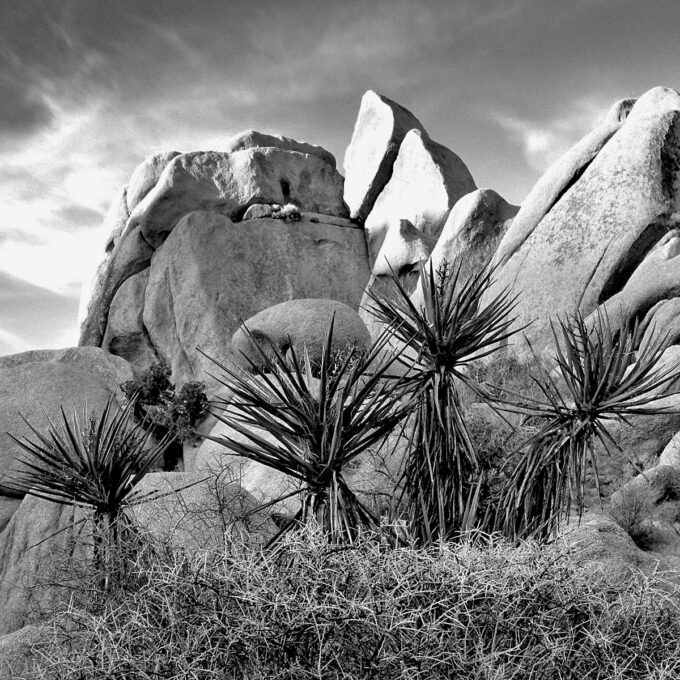 joshua tree four palms 30x30