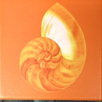 COASTERS - NAUTILUS Shell  Orange